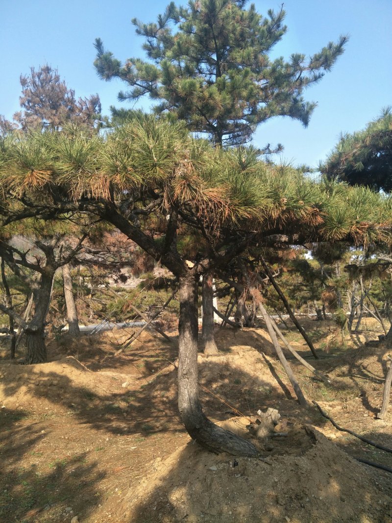 造型松