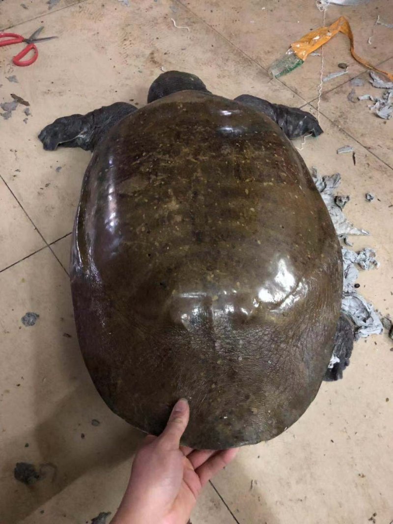 野生大甲鱼