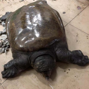 野生大甲鱼