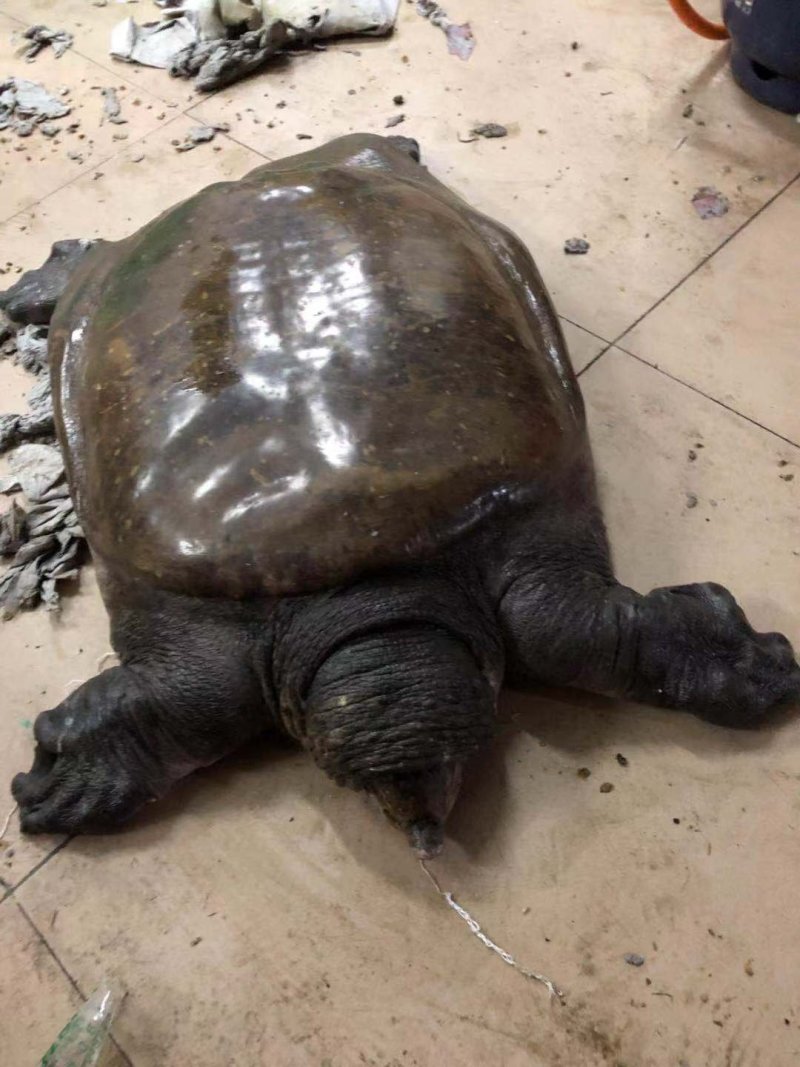 野生大甲鱼