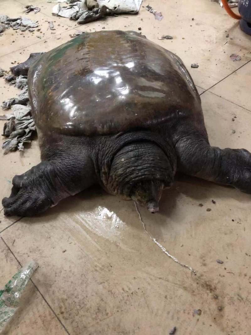 野生大甲鱼