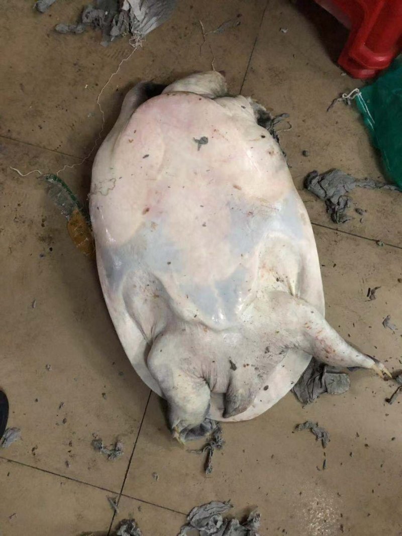 野生大甲鱼