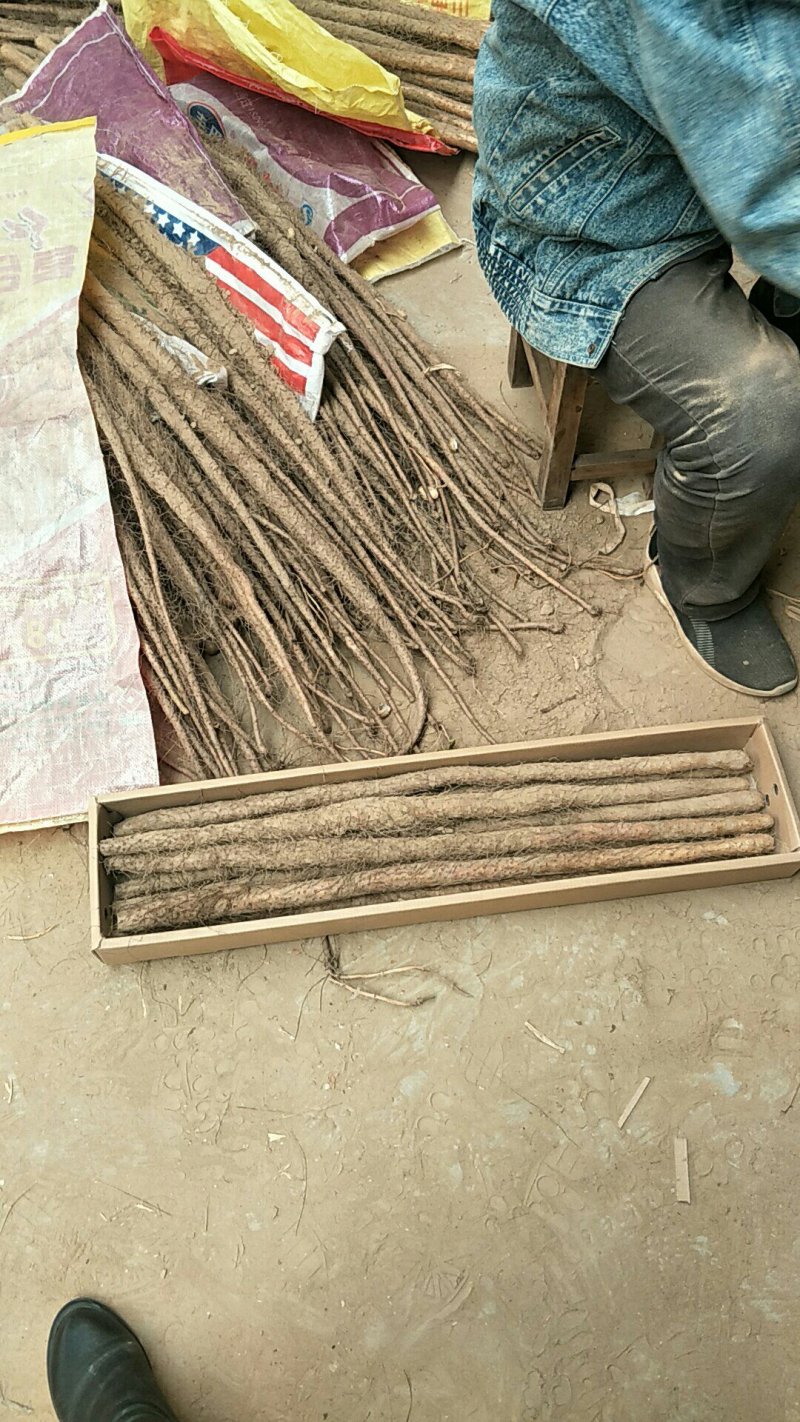 铁棍山药