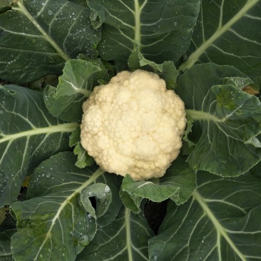 花菜优惠