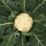 花菜优惠