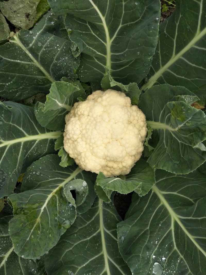 花菜优惠