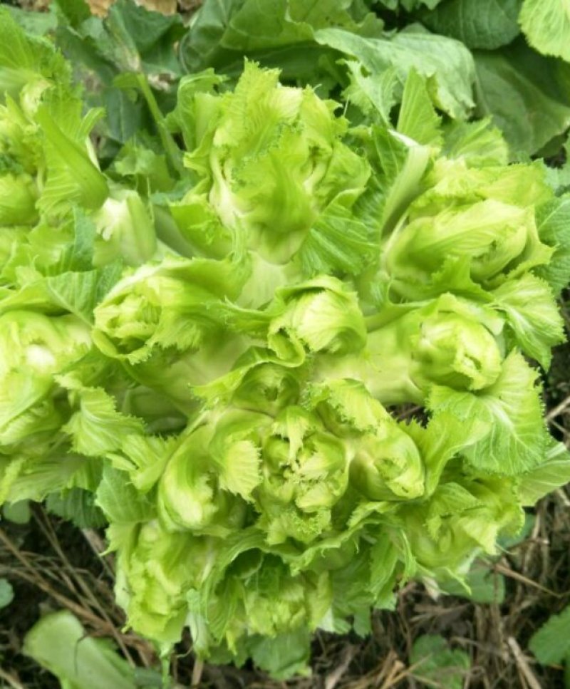 儿菜，精包