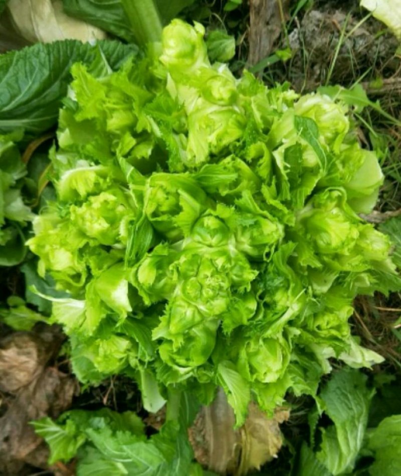 儿菜，精包