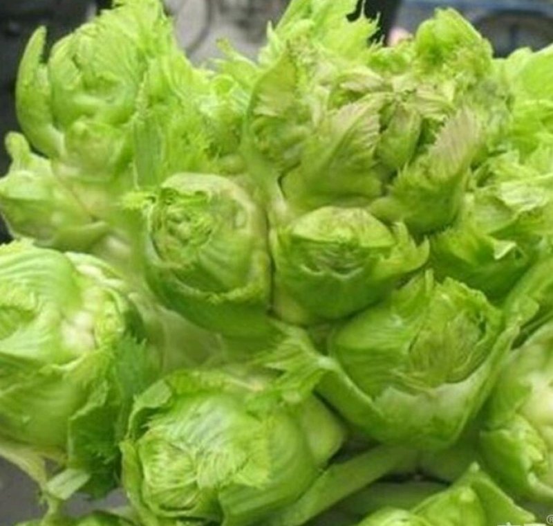 儿菜，精包