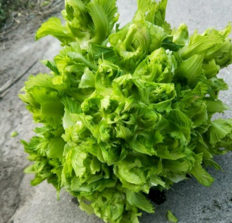 儿菜，精包