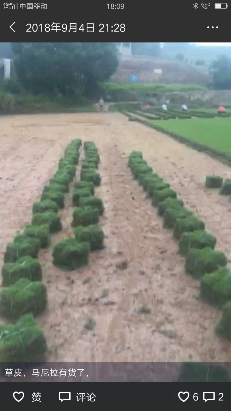马尼拉草坪