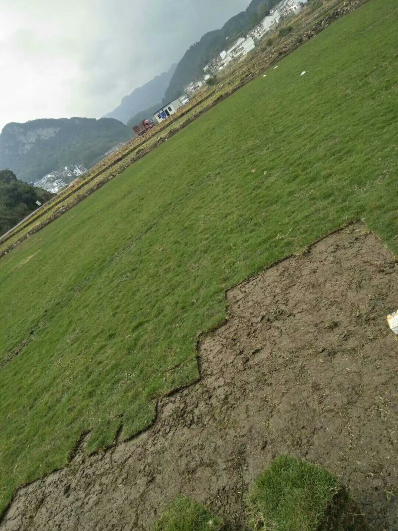 马尼拉草坪