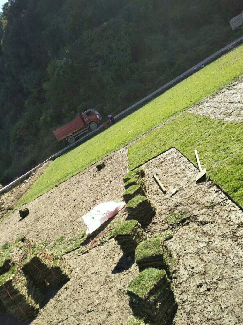 马尼拉草坪