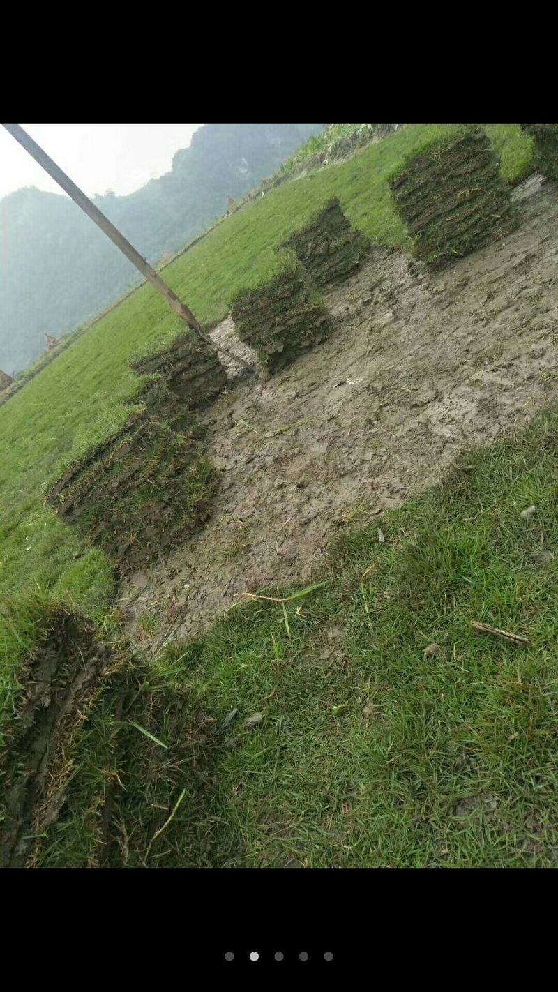 马尼拉草坪