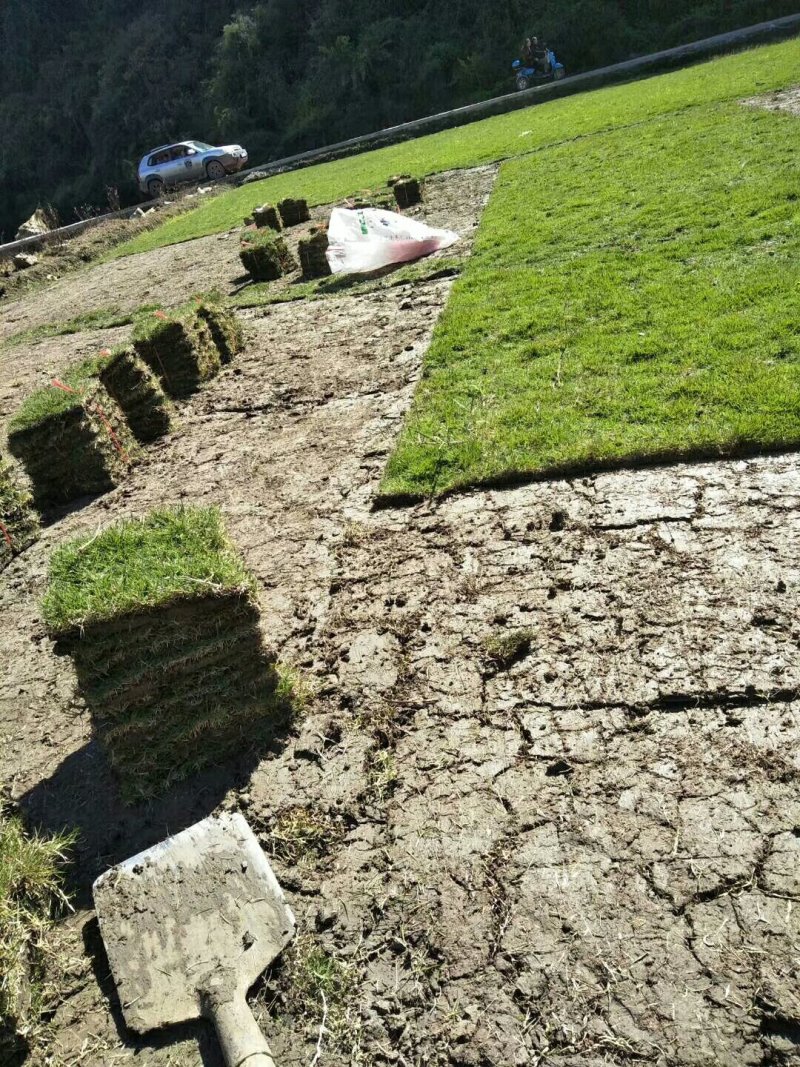 马尼拉草坪
