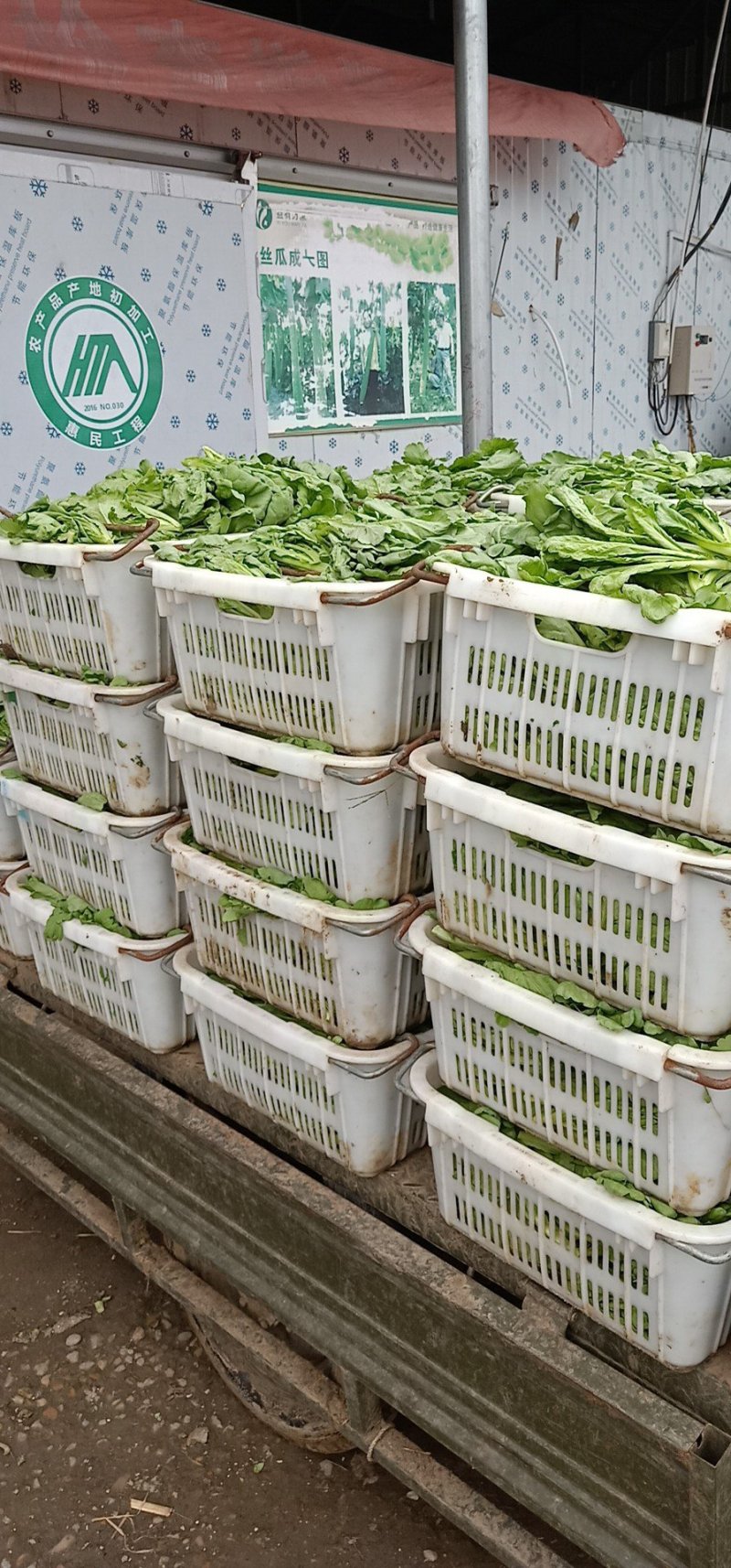 社旗县胖子蔬菜供应大叶茼蒿！