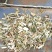 益母草产地货源直供药厂可视频看货基地供应