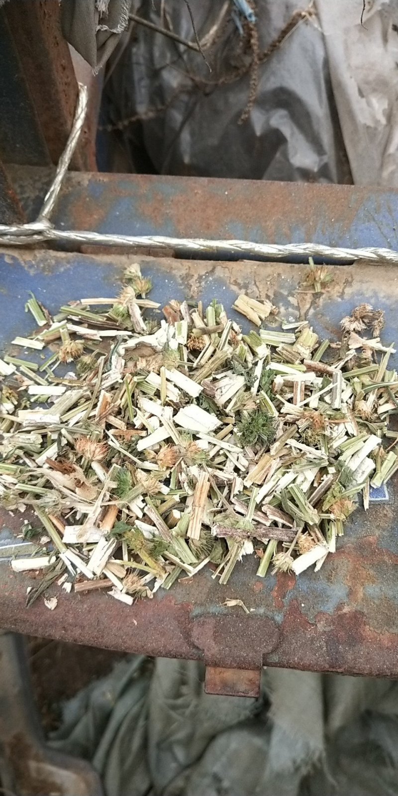 益母草产地货源直供药厂可视频看货基地供应
