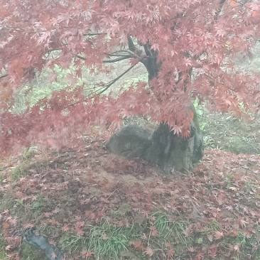 红枫古桩