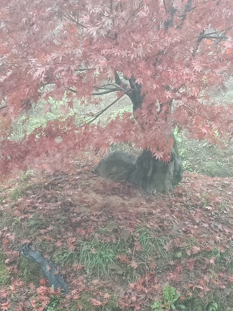 红枫古桩