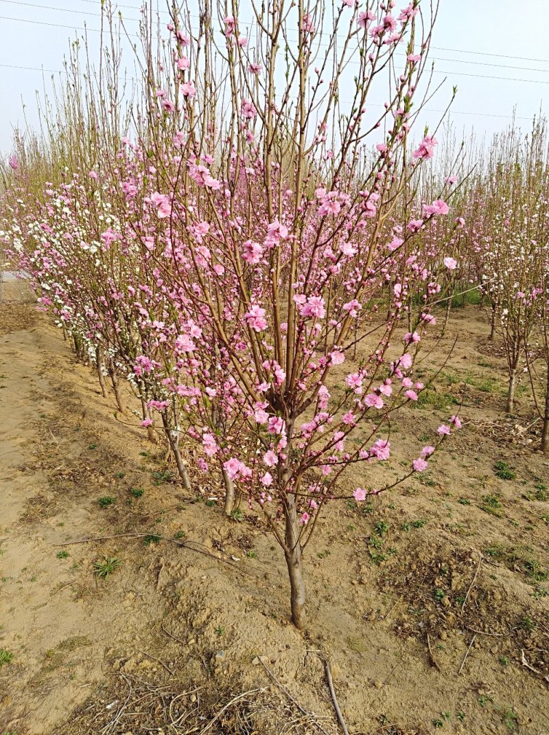 山东地区红叶碧桃树苗批发1-7cm碧桃树大量供应