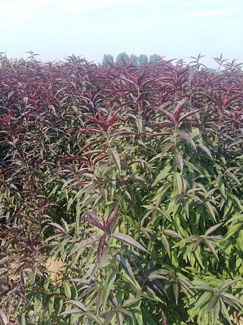 山东地区红叶碧桃树苗批发1-7cm碧桃树大量供应