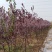 山东地区红叶碧桃树苗批发1-7cm碧桃树大量供应
