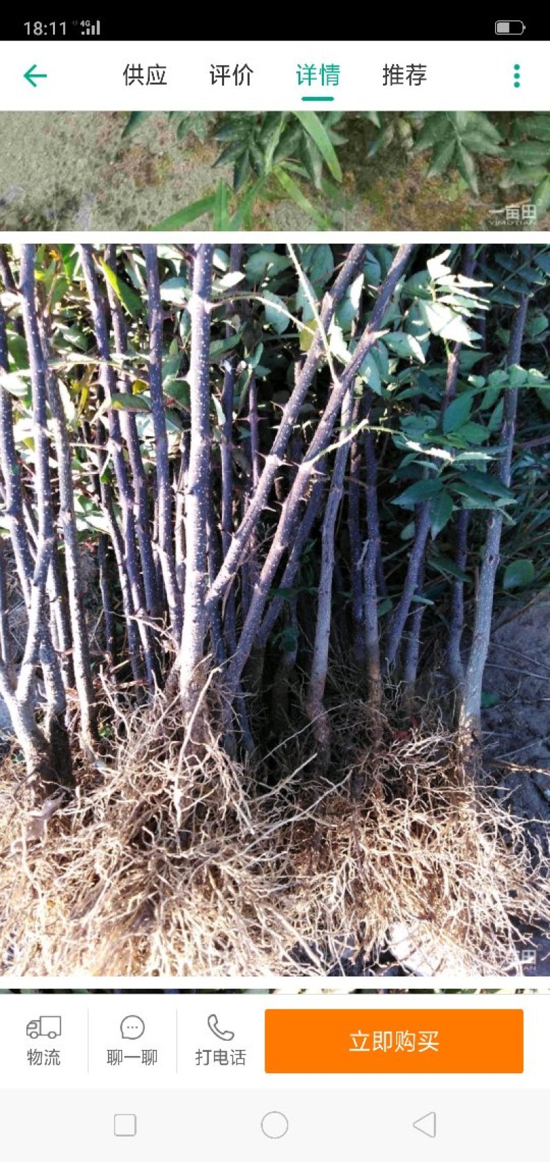 花椒树苗山东大红袍花椒苗价格