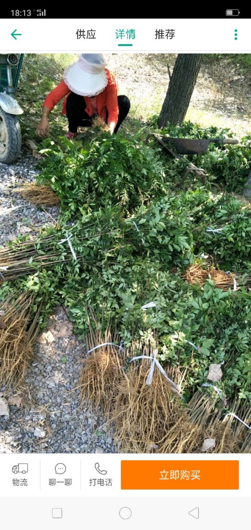 花椒树苗山东大红袍花椒苗价格