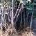 花椒树苗山东大红袍花椒苗价格