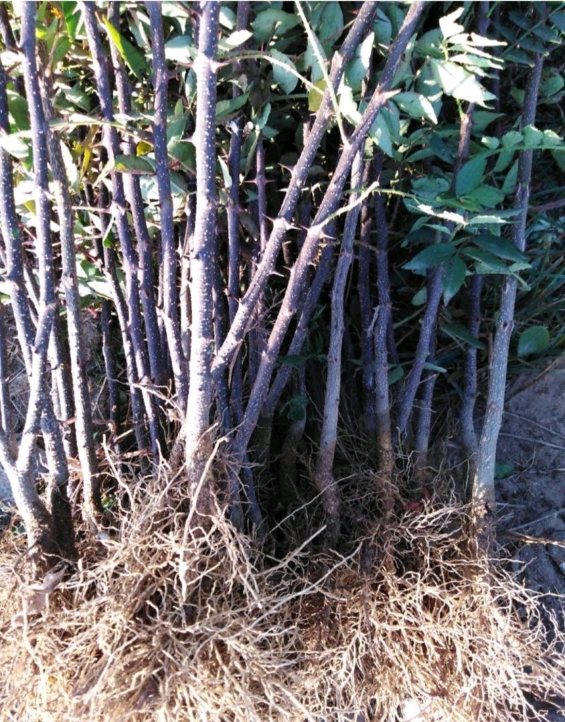 花椒树苗山东大红袍花椒苗价格