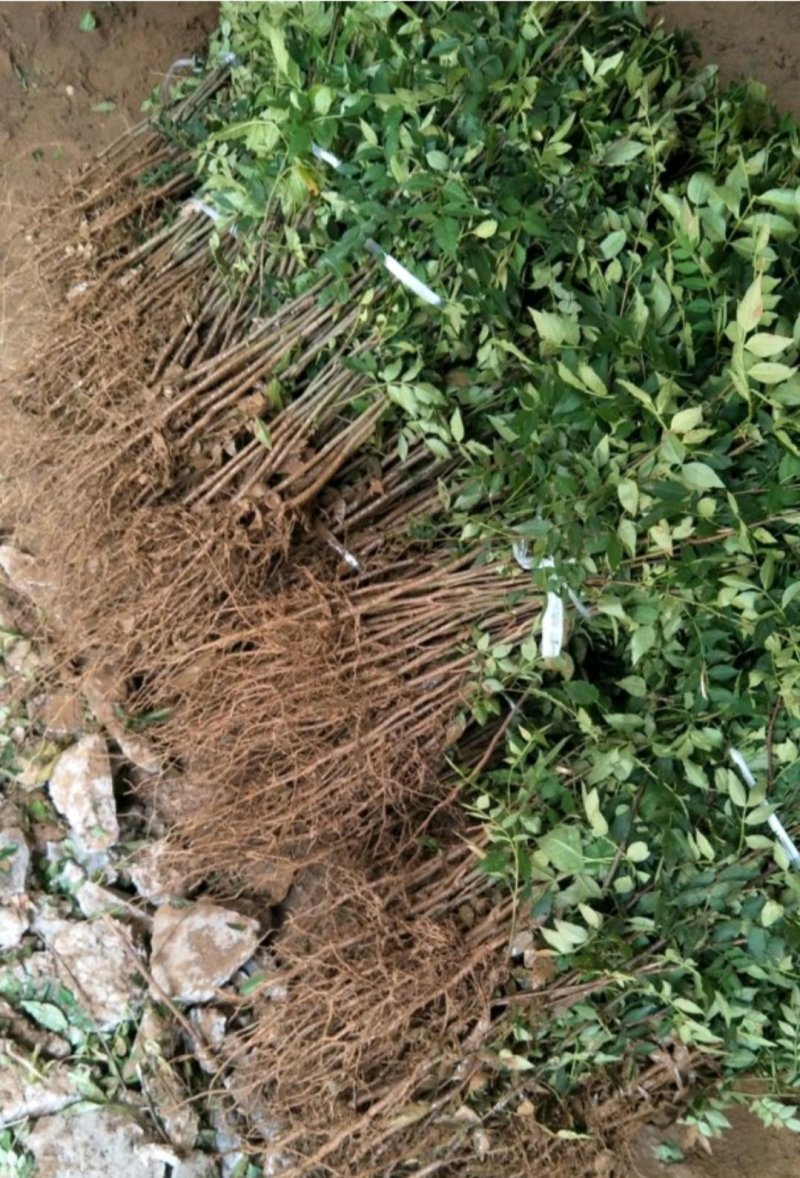 花椒树苗山东大红袍花椒苗价格
