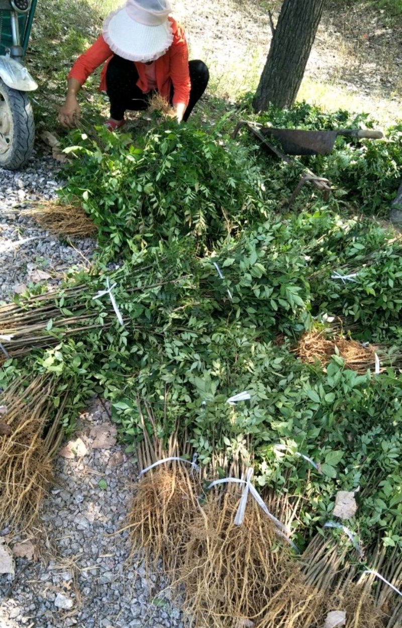 花椒树苗山东大红袍花椒苗价格
