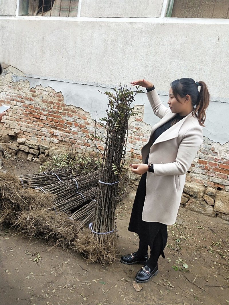 花椒树苗山东大红袍花椒苗价格
