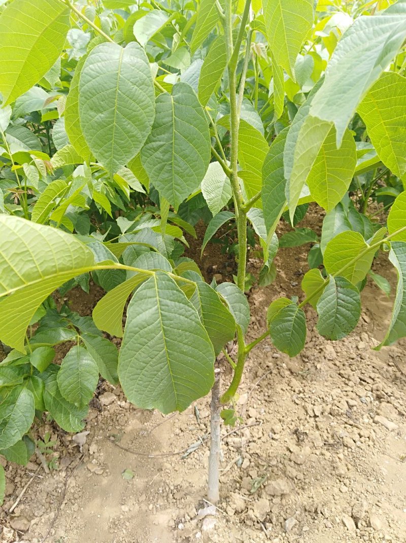 8518核桃苗批发当年坐果的辽核系列核桃嫁接苗