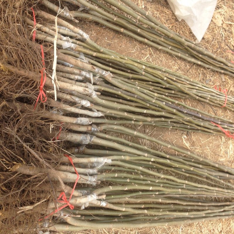 8518核桃苗批发当年坐果的辽核系列核桃嫁接苗