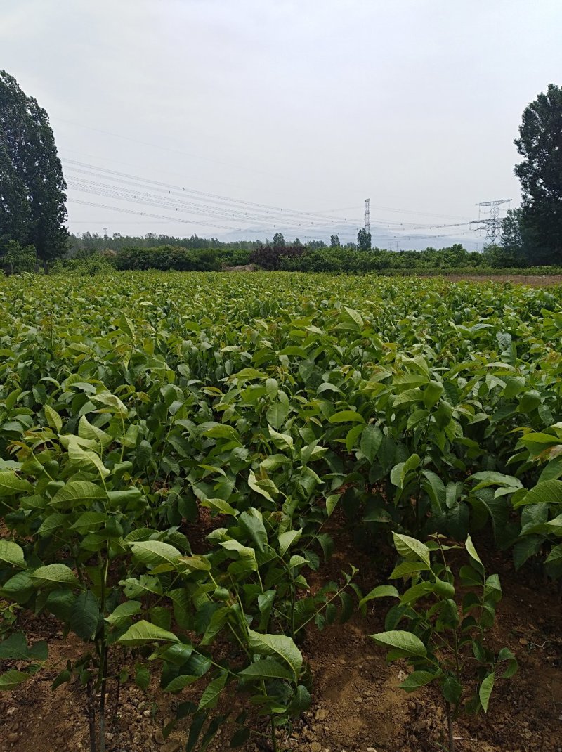 8518核桃苗批发当年坐果的辽核系列核桃嫁接苗