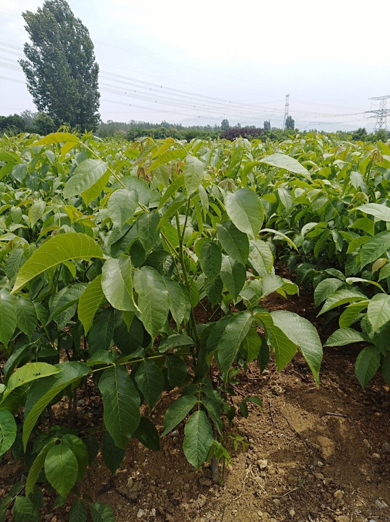 8518核桃苗批发当年坐果的辽核系列核桃嫁接苗