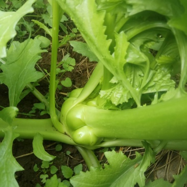 蔬菜