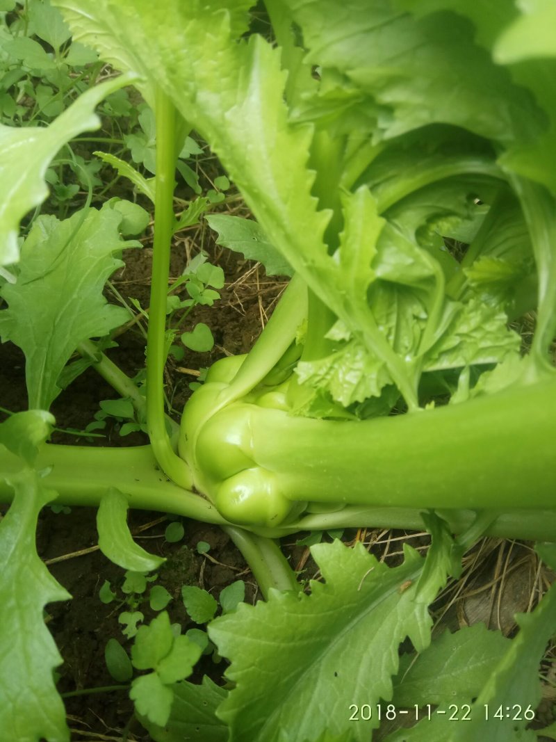 蔬菜
