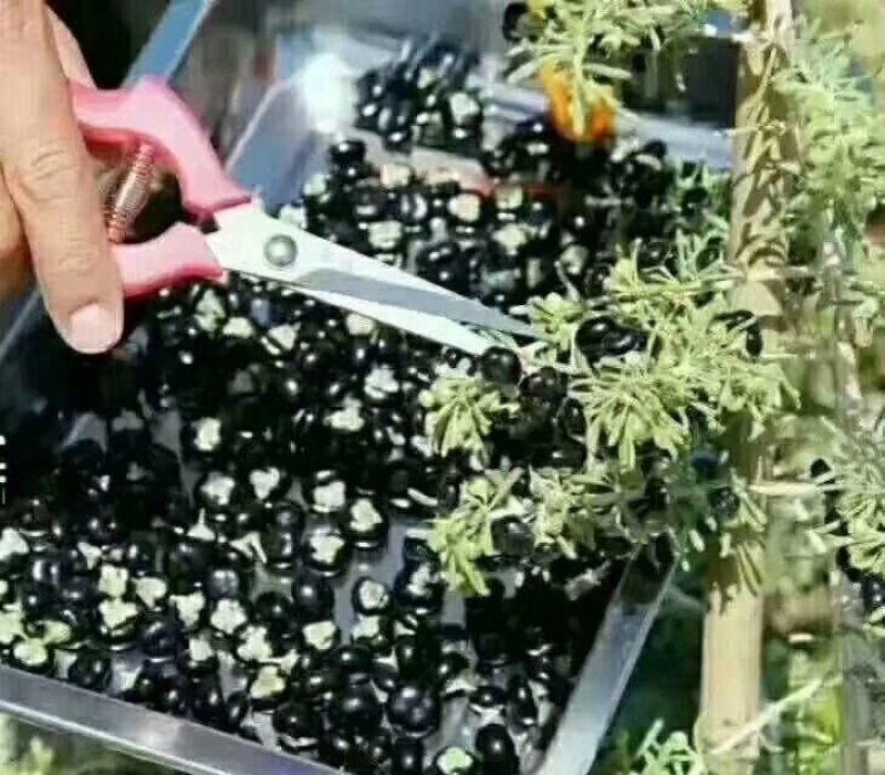 野生黑枸杞，种植黑枸杞，大，中，小三种