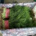 【荐】河北茴香苗大量上市质量好供应超市市场电商
