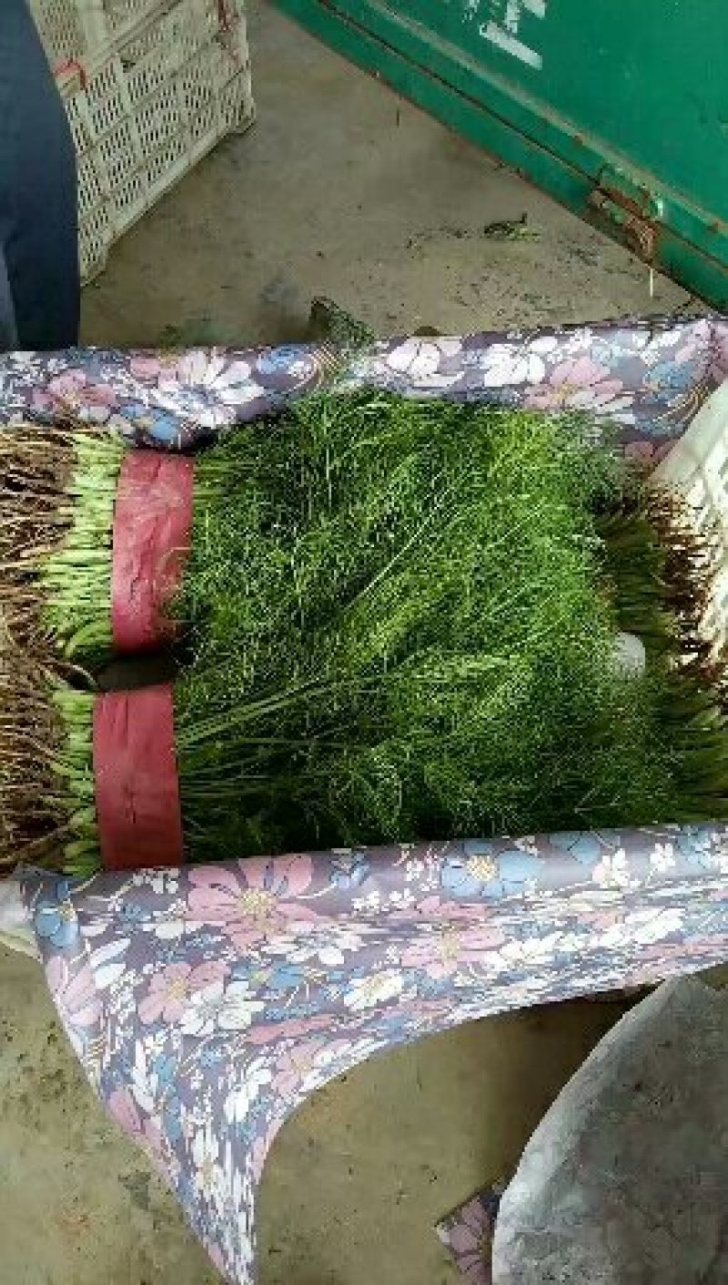 【荐】河北茴香苗大量上市质量好供应超市市场电商