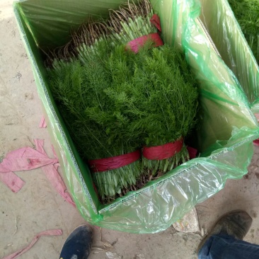 【荐】河北茴香苗大量上市质量好供应超市市场电商
