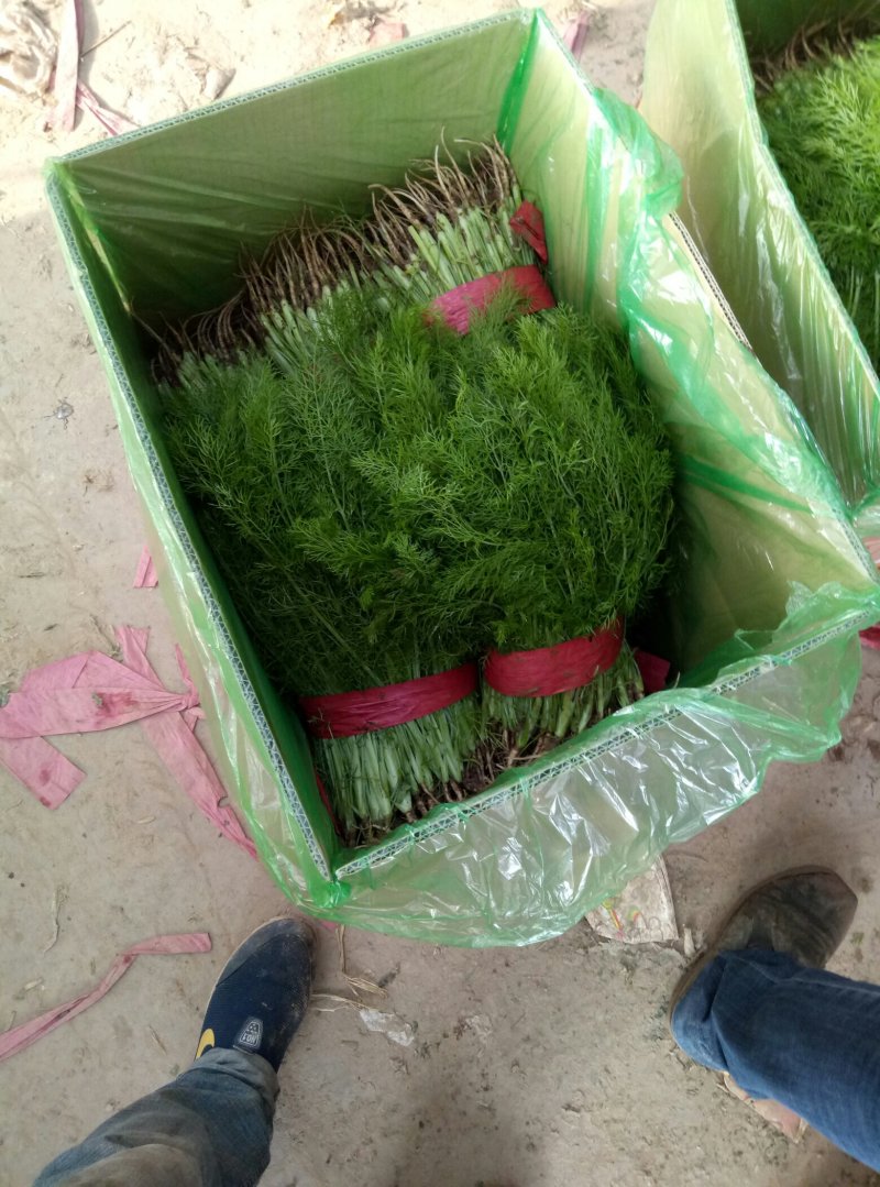 【荐】河北茴香苗大量上市质量好供应超市市场电商