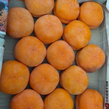 磨盘柿果霜完整，果型好。三丰果品顺价销售，10月下旬