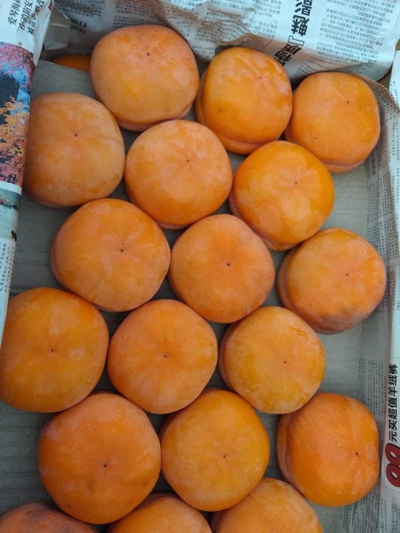 磨盘柿果霜完整，果型好。三丰果品顺价销售，10月下旬