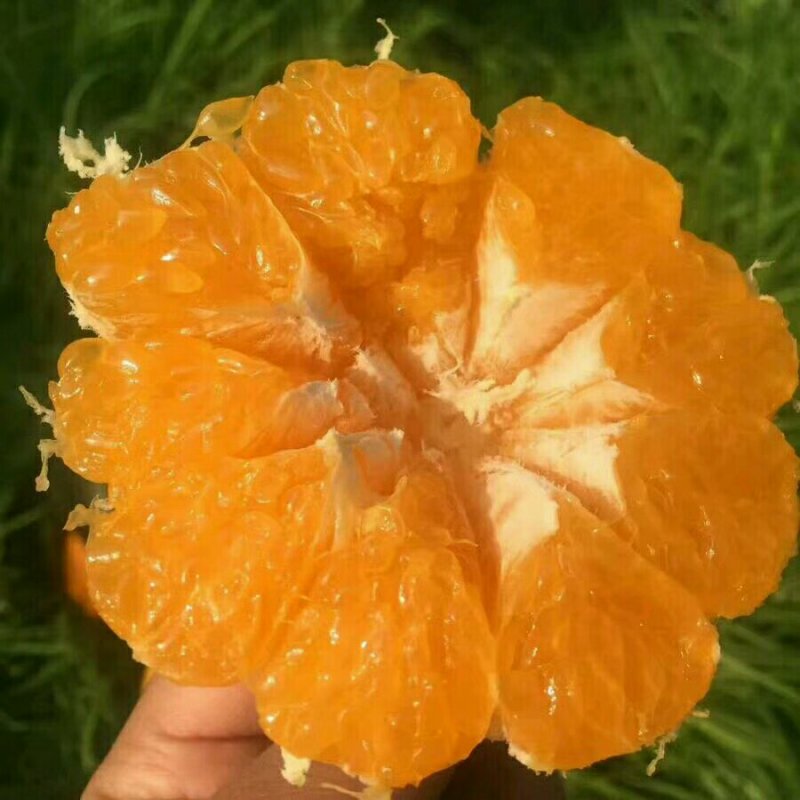 现已发货蒲江春见耙耙柑5斤中果一件代发批发包邮包售后