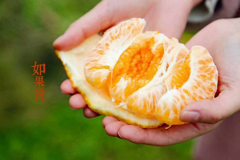 现已发货蒲江春见耙耙柑5斤中果一件代发批发包邮包售后
