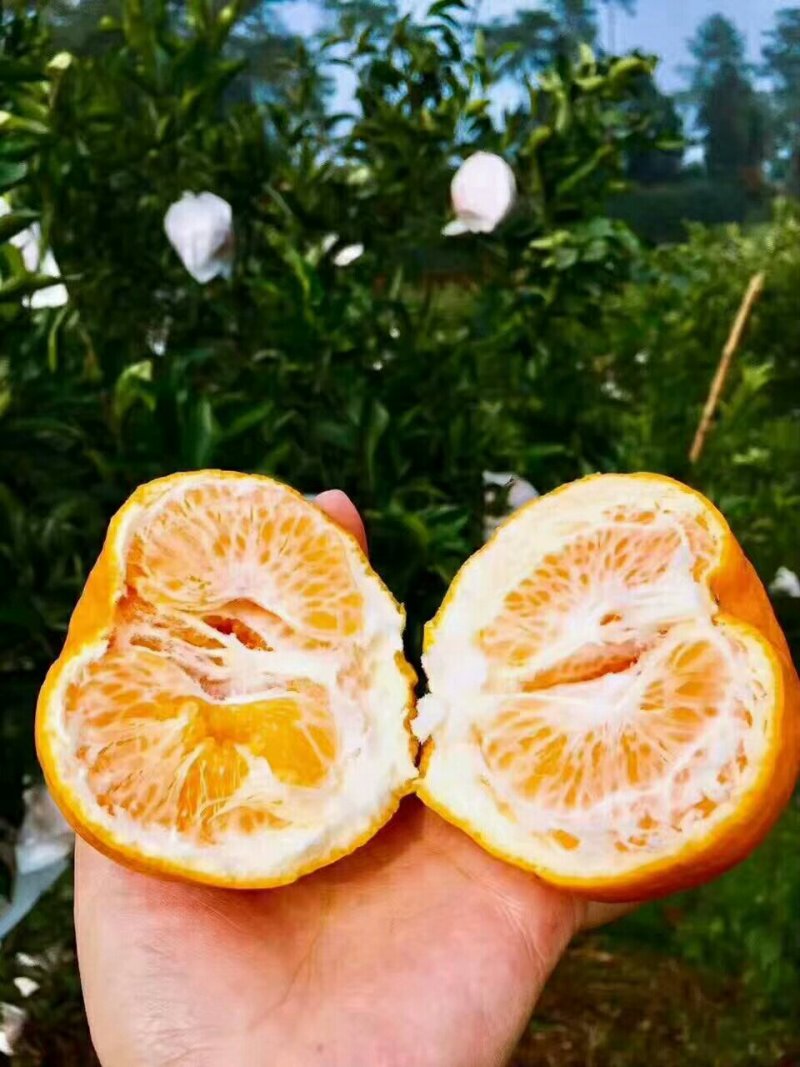 现已发货蒲江春见耙耙柑5斤中果一件代发批发包邮包售后